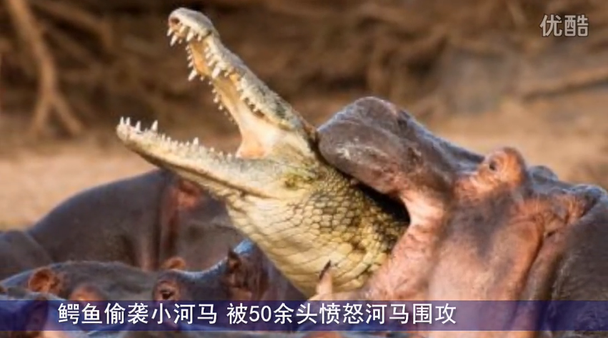 视频: 鳄鱼偷袭小河马 被50余头愤怒河马围攻
