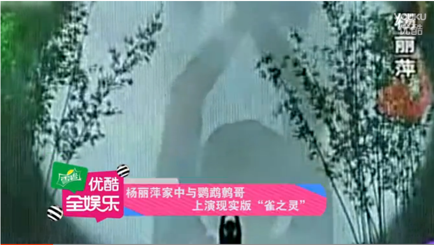 杨丽萍家中与鹦鹉鹩哥上演现实版＂雀之灵＂