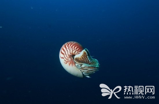 全球最罕见动物异鹦鹉螺