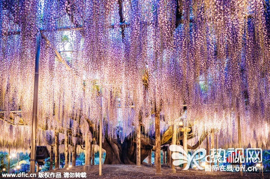 日本144岁紫藤花开