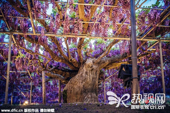 日本144岁紫藤花开
