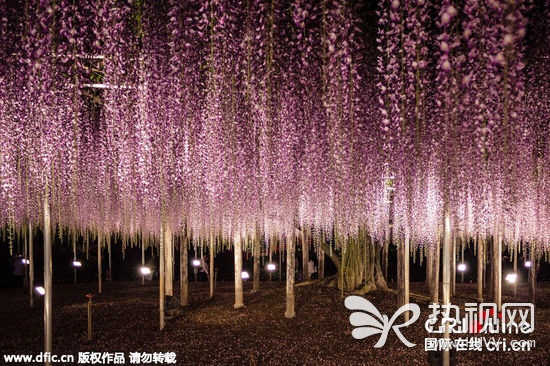 日本144岁紫藤花开