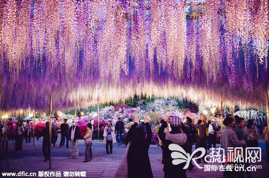 日本144岁紫藤花开
