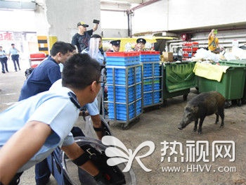 5月11日报道，近日，香港街头一野猪四处乱窜造成交通混乱。当地警方紧急出动围捕它。无奈这猪着实固执，警方甚至对野猪喊话：里面的野猪听着，你已被包围。它依然不畏惧不理睬，无奈之下，警方只好使用麻醉枪将这只不听话的野猪给收了。