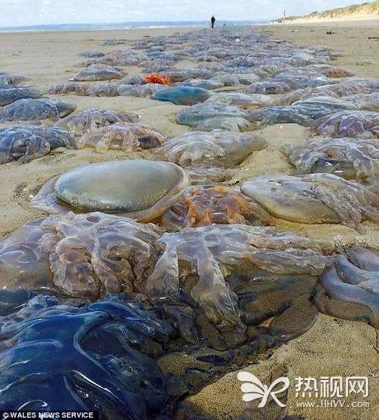 异形入侵？英国民众最近被海滩上的景象吓傻了