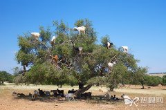 一种挂满山羊的树