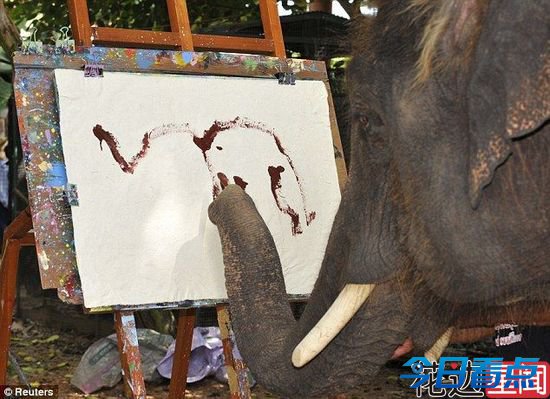 泰国大象用鼻子画自己“肖像” 擅长印象派