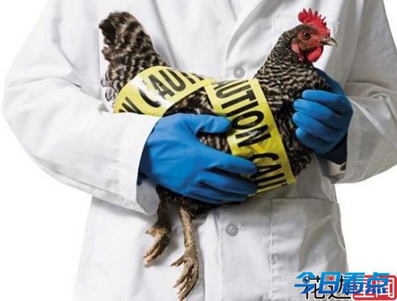 春节期间H7N9不会暴发 病毒未发现变异