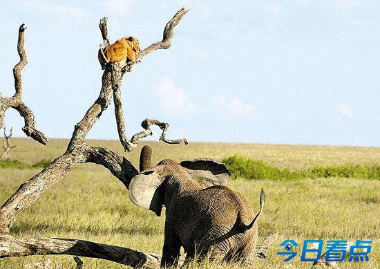 母狮误走进大象领地被追到树上