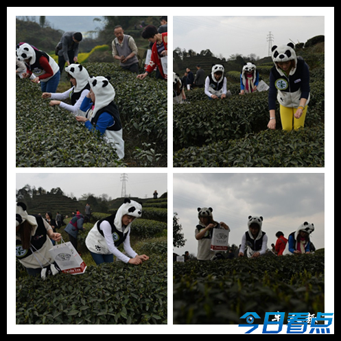 熊猫粪便培育天价熊猫茶 稀品良茶每斤售价近22万元人民币