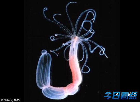 科学家发现海葵是动物和植物的“杂交体”