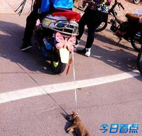 男子将小狗拴摩托车后座拖拽行驶致其死亡