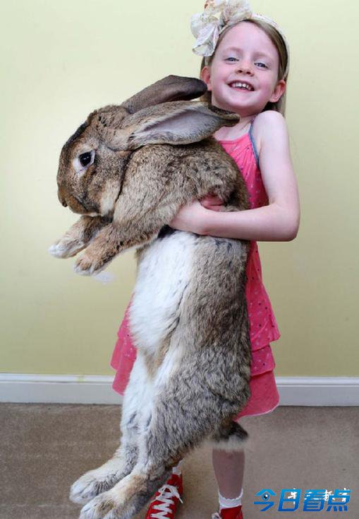 世界最大兔子体长逾1米重45斤