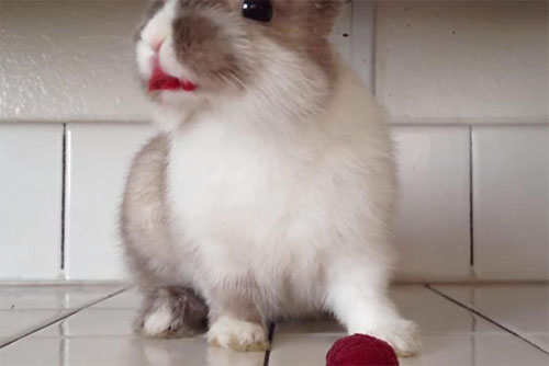 小兔子吃草莓