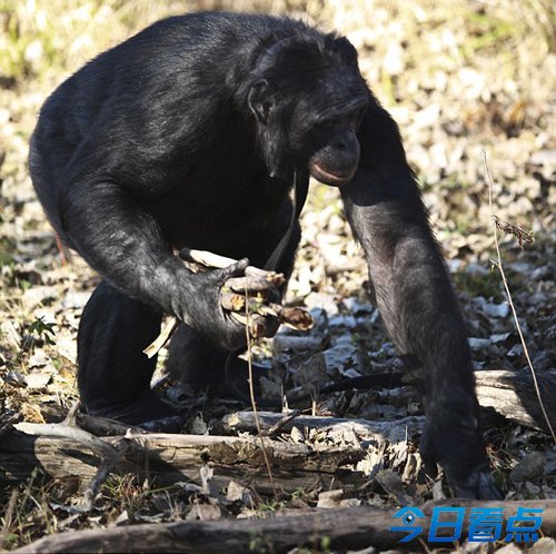 世界上最聪明的黑猩猩：会烹饪能认字堪称全能