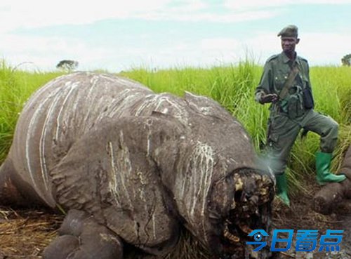 世界上最巨型大象萨陶被盗杀