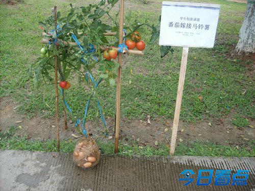 华农学生嫁接出神奇植物上面番茄下面马铃薯