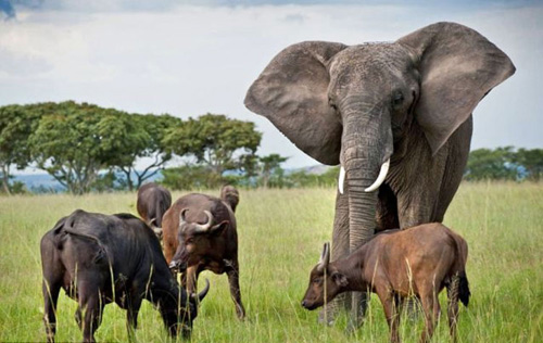 津巴布韦一大象误以为自己是水牛