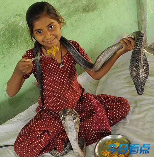 印11岁女孩与眼镜王蛇同食同寝