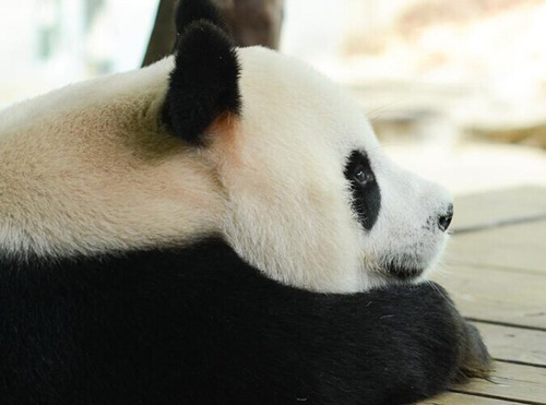 大熊猫三胞胎萌萌哒