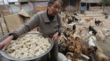 扒神嗨评：70岁老人喂养1300只狗6年