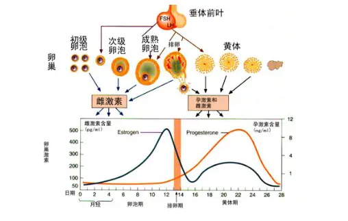 姨妈来了想要怎么办(月经期间特别想要是正常吗)