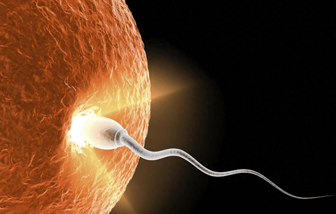 进入女性体内后,没能跟卵子成功结合的精子去哪了？看完你就明白