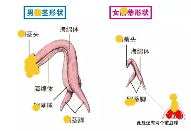 女性的小豆豆在哪个位置？怎么揉才能舒服愉悦？