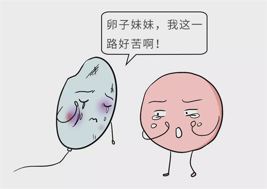 究竟什么原因导致精子畸形率升高？男性不育问题也别忽视了