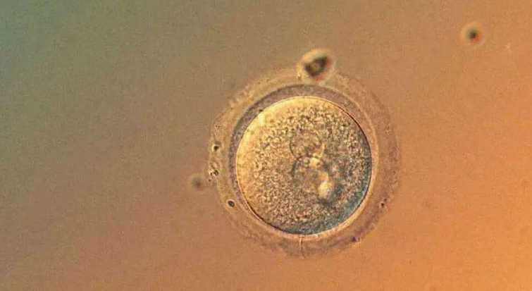 卵泡破后同房怀孕的几率大吗？附卵泡破后同房的注意事项