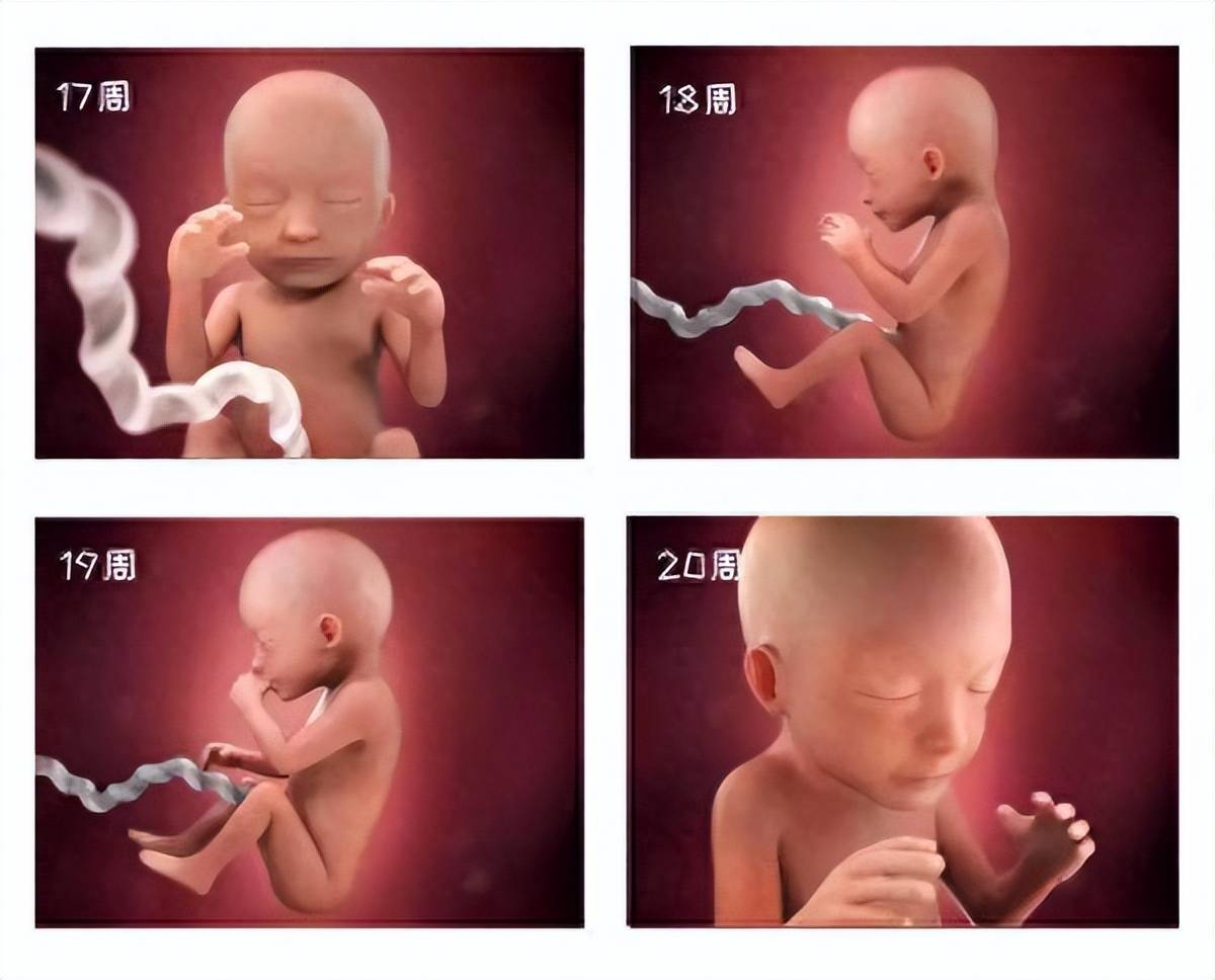 宝宝在肚子里长大的过程,附高清图解