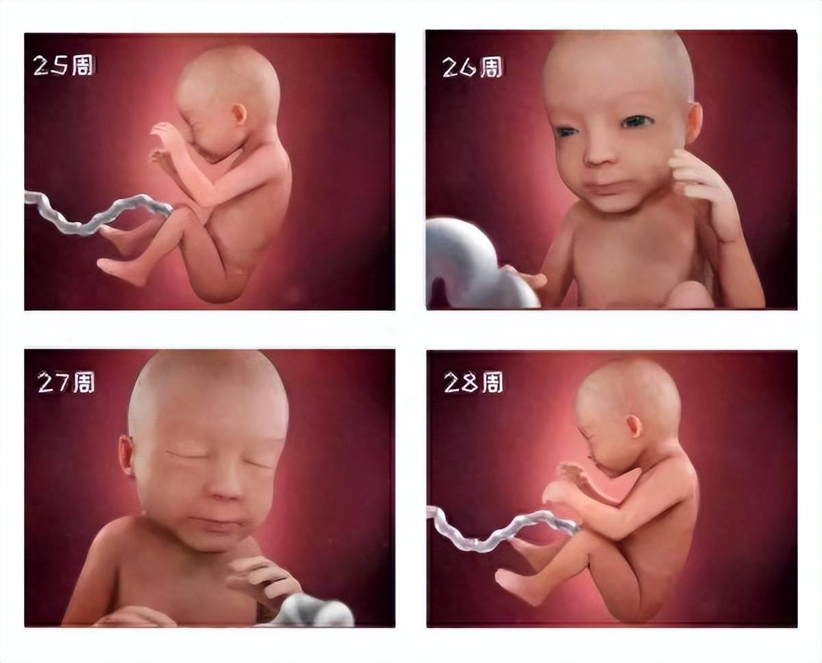 宝宝在肚子里长大的过程,附高清图解