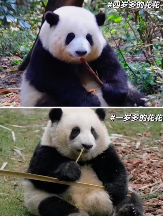 花花等比例长大的证据 从小到大没区别只是大了一圈