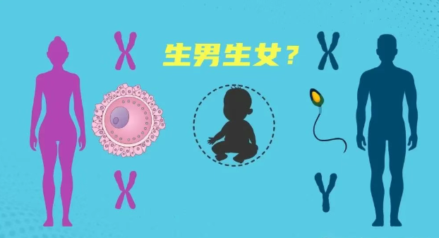 2026马年怀孕清宫图【正版】上线！听说准确率高达99%哦