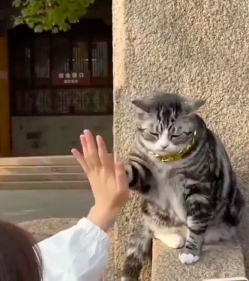 西园寺的小猫好可爱！被网友誉为"大型猫咖"