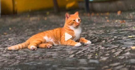 西园寺的小猫好可爱！被网友誉为"大型猫咖"