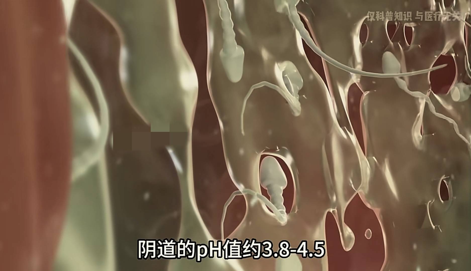 进入体内后,没能和卵子结合成功的上亿精子去哪了?