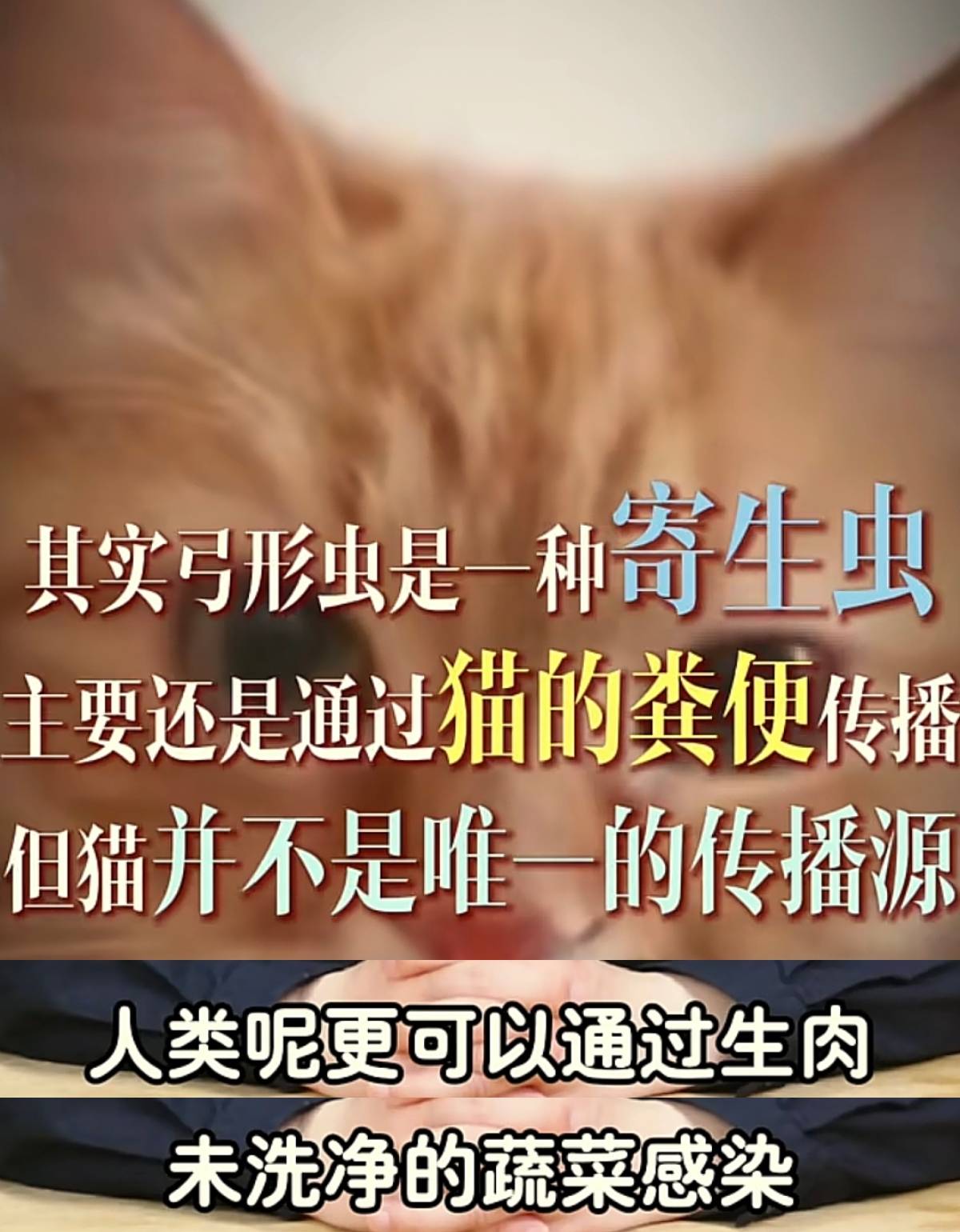 社区医生:怀孕别养猫了,二手烟反倒没事!孕妇无语了
