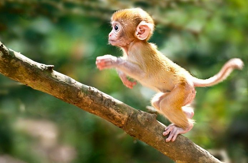 五行属金的生肖是哪几个 五行属金的生肖是哪几个