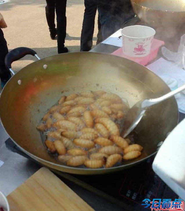 大学举办昆虫宴吃光50斤虫子 只为认识昆虫