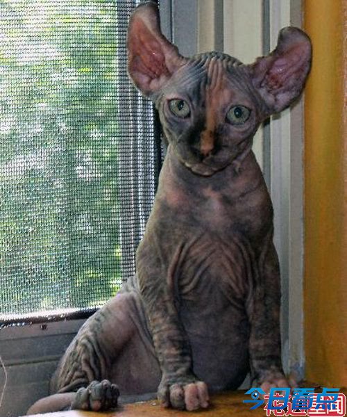 盘点全球长相最奇葩的十大猫咪 惊呆小伙伴