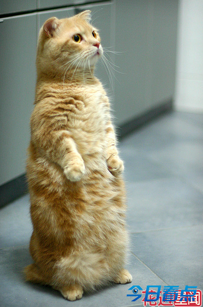 盘点全球长相最奇葩的十大猫咪 惊呆小伙伴