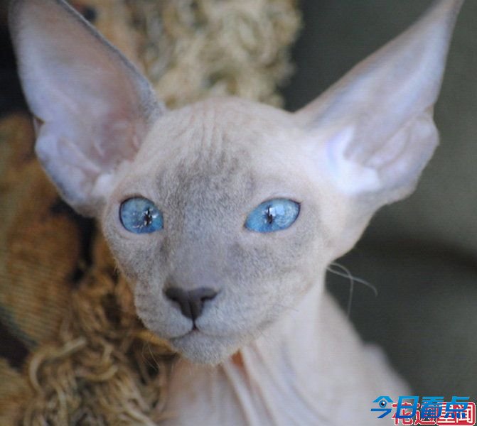 盘点全球长相最奇葩的十大猫咪 惊呆小伙伴