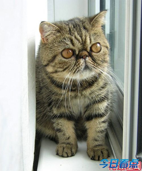 盘点全球长相最奇葩的十大猫咪 惊呆小伙伴