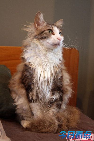 盘点全球长相最奇葩的十大猫咪 惊呆小伙伴