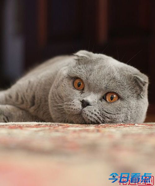 盘点全球长相最奇葩的十大猫咪 惊呆小伙伴