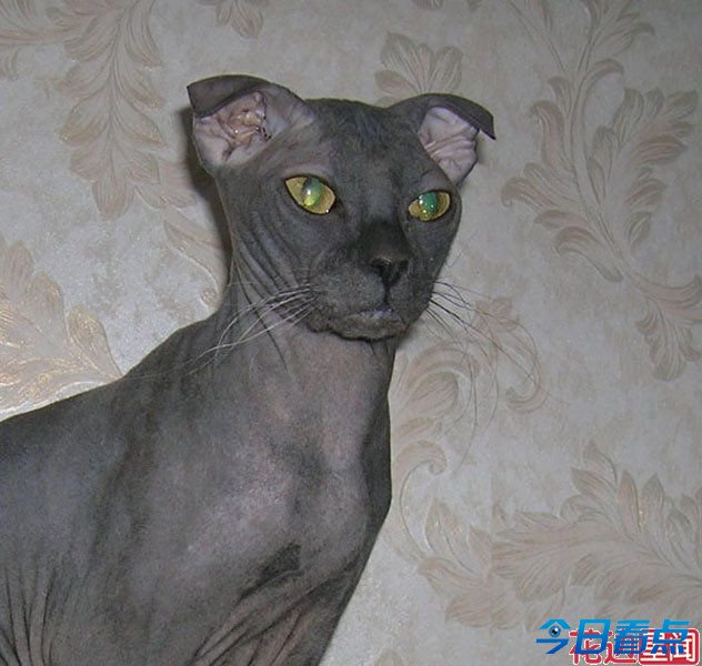 盘点全球长相最奇葩的十大猫咪 惊呆小伙伴