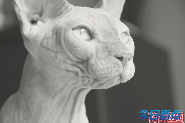 盘点全球长相最奇葩的十大猫咪 惊呆小伙伴