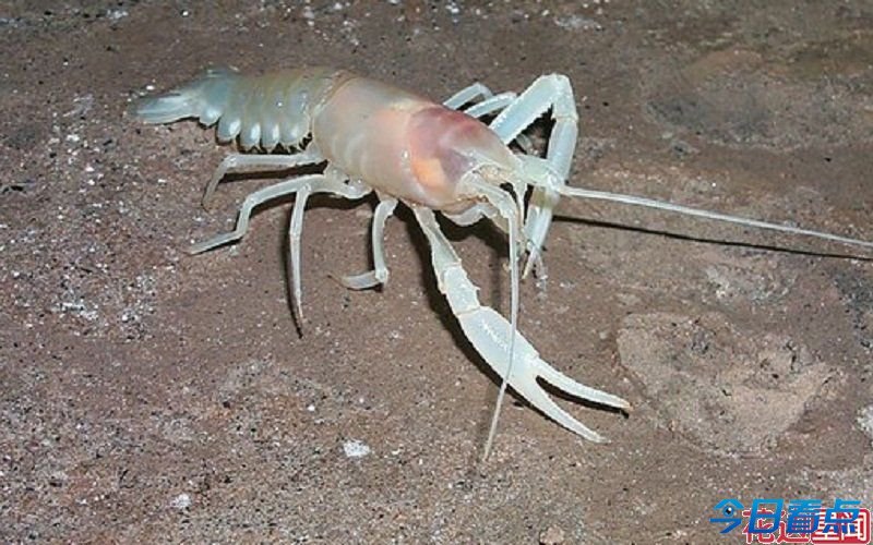盘点动物世界十大“瞎子”  从来未听说过