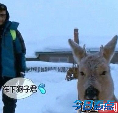 萌过羊驼的傻狍子 受惊后变白屁股